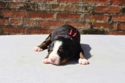 Les chiots de Bouvier Bernois