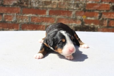 Les chiots de Bouvier Bernois