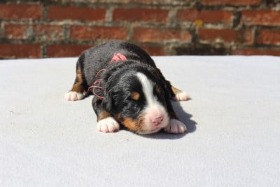 Les chiots de Bouvier Bernois