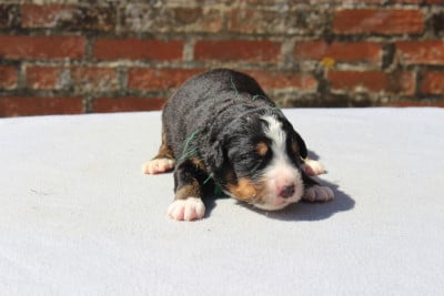 Les chiots de Bouvier Bernois
