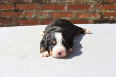 Les chiots de Bouvier Bernois