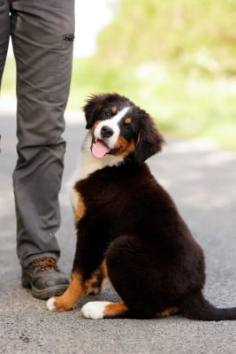 Les chiots de Bouvier Bernois