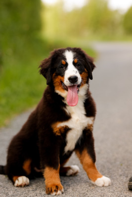 Les chiots de Bouvier Bernois