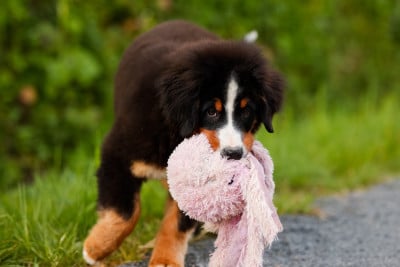 Les chiots de Bouvier Bernois