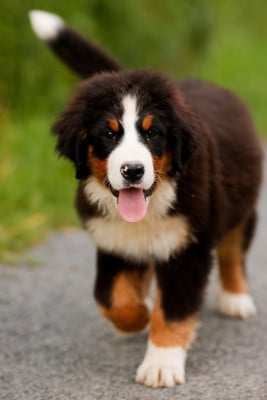 Les chiots de Bouvier Bernois