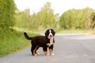 Les chiots de Bouvier Bernois