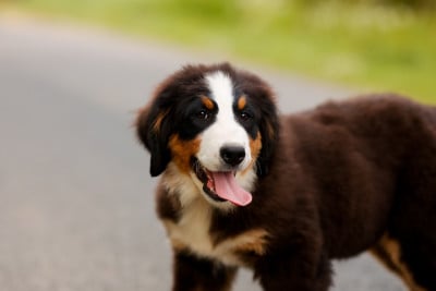 Les chiots de Bouvier Bernois