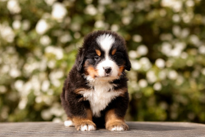 Les chiots de Bouvier Bernois