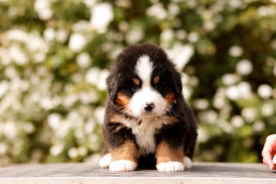 Les chiots de Bouvier Bernois