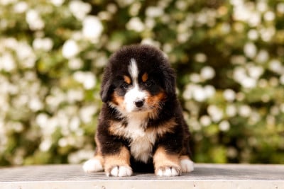 Les chiots de Bouvier Bernois