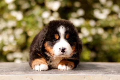 Les chiots de Bouvier Bernois