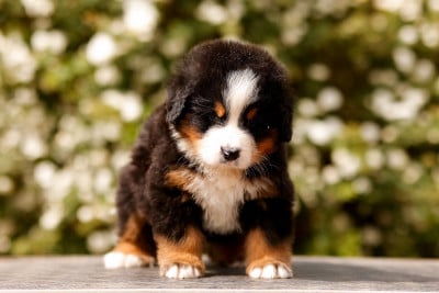 Les chiots de Bouvier Bernois