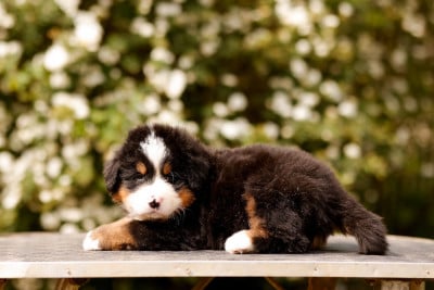 Les chiots de Bouvier Bernois