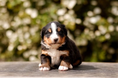 Les chiots de Bouvier Bernois