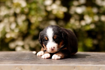 Les chiots de Bouvier Bernois