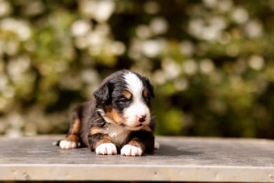 Les chiots de Bouvier Bernois