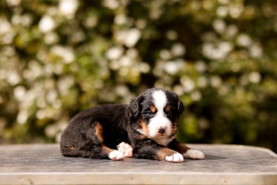 Les chiots de Bouvier Bernois