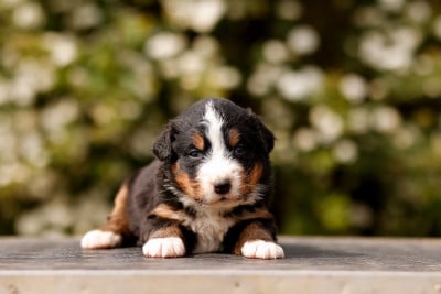 Les chiots de Bouvier Bernois