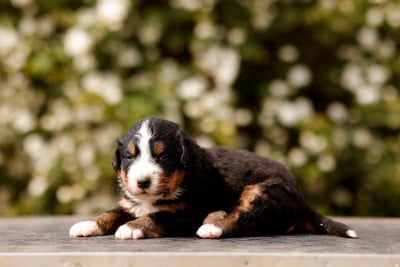 Les chiots de Bouvier Bernois