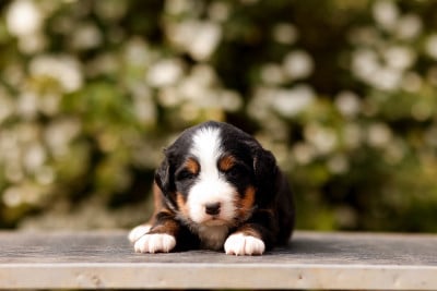 Les chiots de Bouvier Bernois