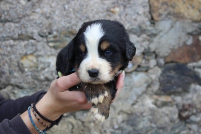 Les chiots de Bouvier Bernois