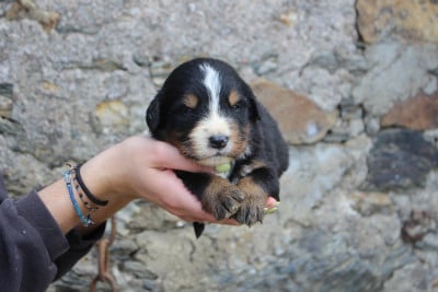 Les chiots de Bouvier Bernois