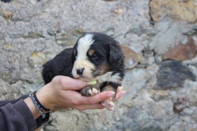 Les chiots de Bouvier Bernois
