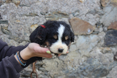 Les chiots de Bouvier Bernois
