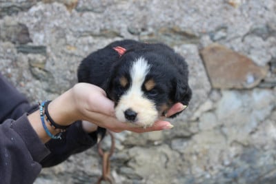 Les chiots de Bouvier Bernois
