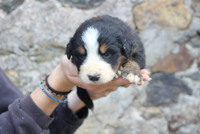 Les chiots de Bouvier Bernois