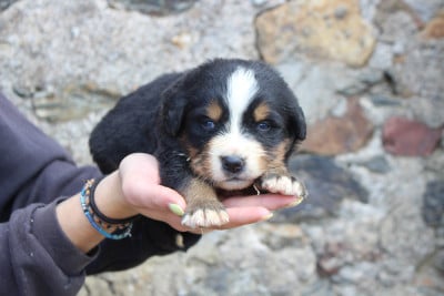 Les chiots de Bouvier Bernois