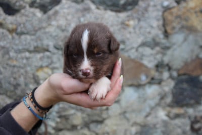 Les chiots de Berger Australien