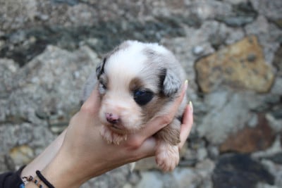 Les chiots de Berger Australien