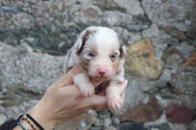Les chiots de Berger Australien