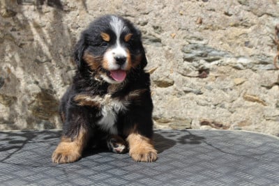 Les chiots de Bouvier Bernois