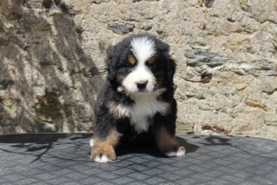 Les chiots de Bouvier Bernois
