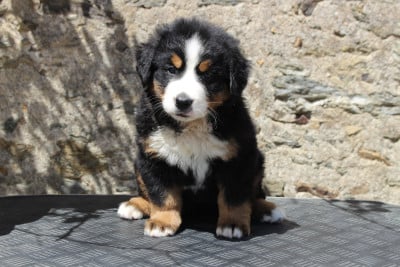 Les chiots de Bouvier Bernois