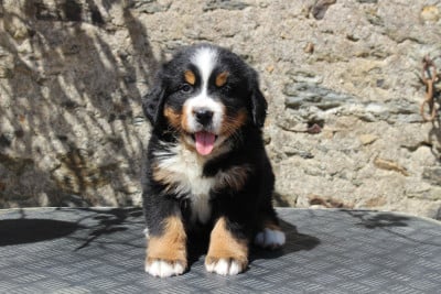 Les chiots de Bouvier Bernois