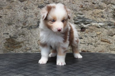Les chiots de Berger Australien