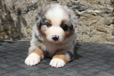 Les chiots de Berger Australien