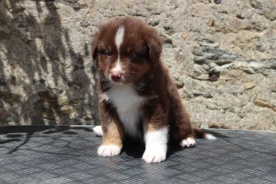 Les chiots de Berger Australien