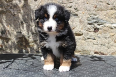 Les chiots de Berger Australien