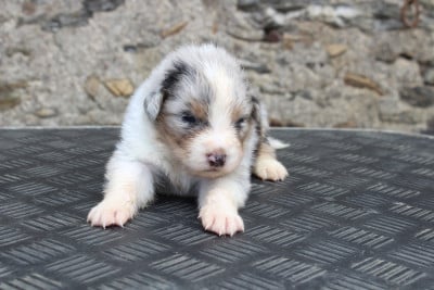 Les chiots de Berger Australien