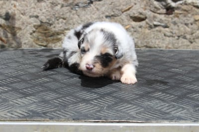 Les chiots de Berger Australien