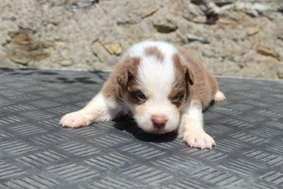 Les chiots de Berger Australien