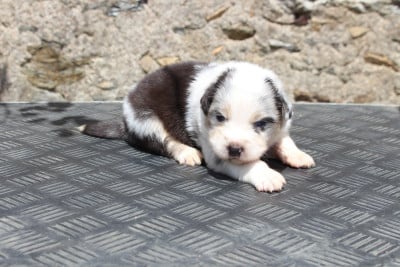 Les chiots de Berger Australien
