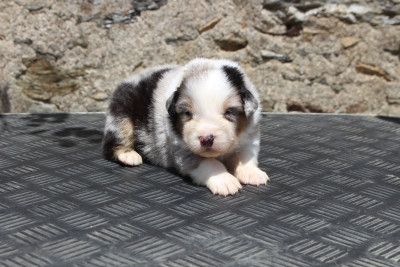 Les chiots de Berger Australien