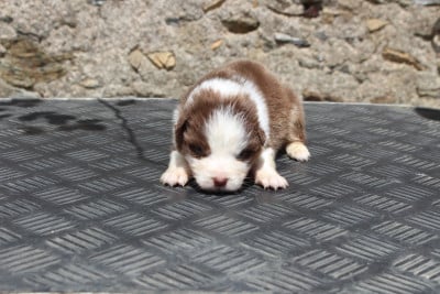 Les chiots de Berger Australien
