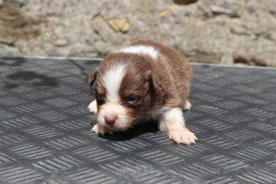 Les chiots de Berger Australien