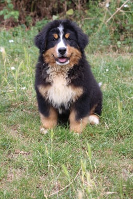 Les chiots de Bouvier Bernois